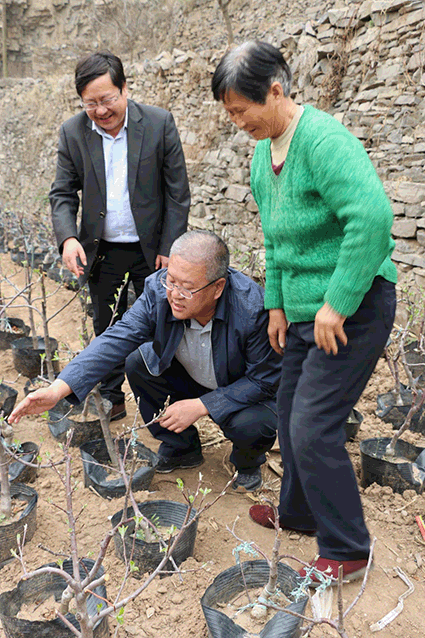 涔″厷濮斾功璁板湪澶у墠鏉戝叆鎴锋寚瀵兼潙姘戠妞嶇泦鏍芥灉鏍戙